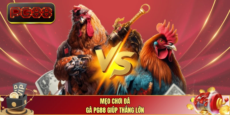 Mẹo chơi đá gà PG88 giúp thắng lớn